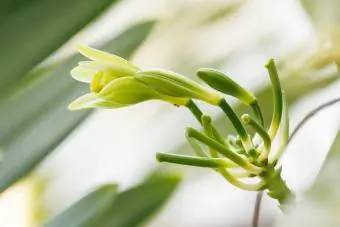 Vanielje planifolia blom