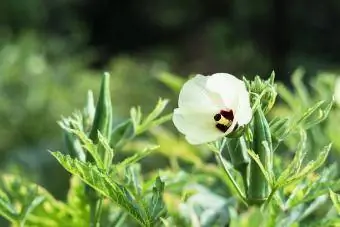 Okra kvet