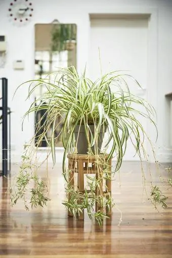 Planta aranha com filhotes em suporte de madeira