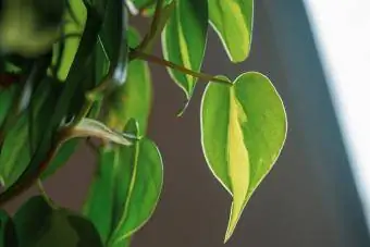 Brazilski filodendron upija sunčevu svjetlost