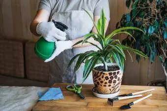 mãos pulverizam planta de milho