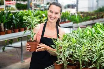 kedai bunga wanita memegang pokok jagung