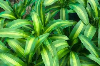 Dracaena хош иісті Массангеана