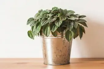 Peperomia argyreia შიდა მცენარე ქოთანში