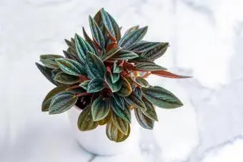 Pianta Peperomia Rosso