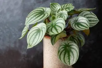 pianta di peperomia argyreia