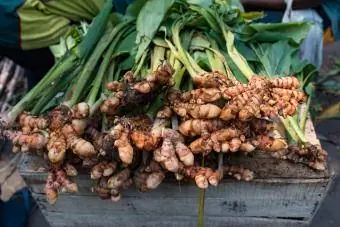 Rădăcină de turmeric (Curcuma).