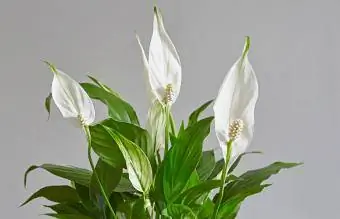 Friedenslilienpflanze mit mehreren Blüten