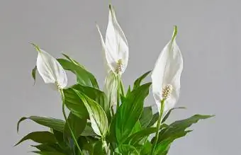 Peace Lily halaman na may ilang mga bulaklak