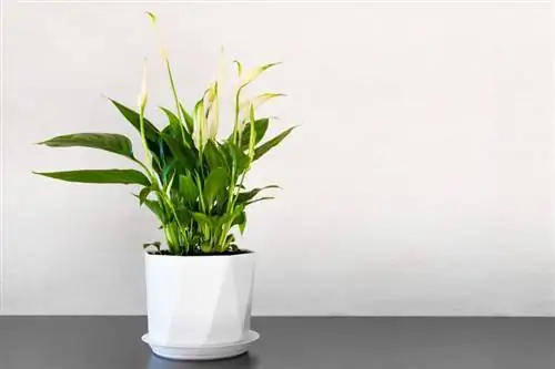 Peace Lily: Péče & Tipy na pěstování pro živou rostlinu, která odpouští