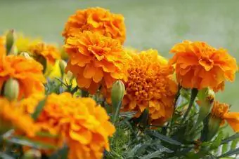 Prim-plan cu flori și frunziș de gălbenele portocalii