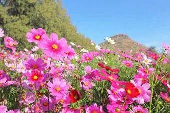 बगीचे में खिले रंग-बिरंगे ब्रह्मांडीय फूल