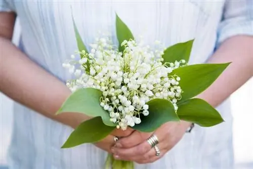 Fiori di nascita di maggio: uno sguardo al mughetto & Biancospino