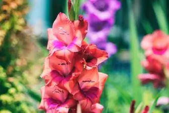 blomstrer av Gladiolus