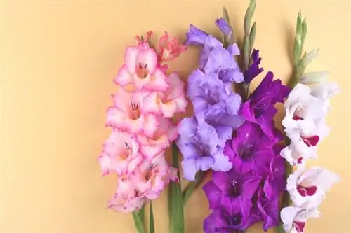 Kvety z augustového narodenia: Skúmanie jasných gladiol a maku