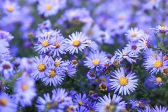 malé fialové astry květy