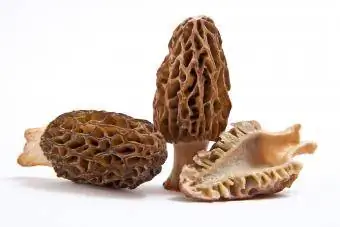 cogumelos morel