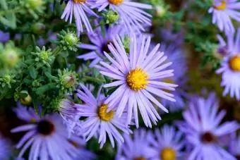 Hardy Blue Aster Flowers