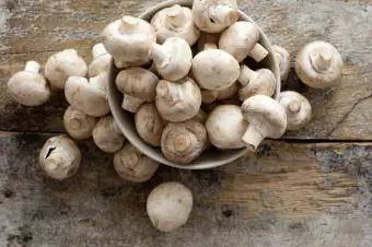 knoflíkové houby