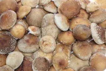 houby shiitake
