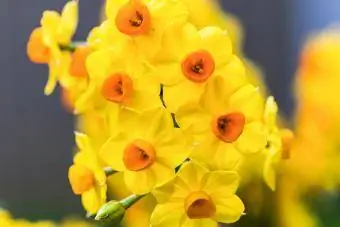 jonquil blooms