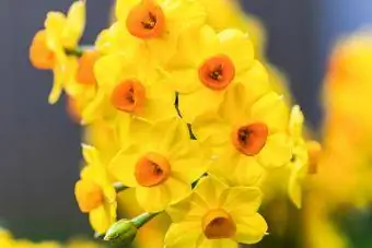 Jonquil blüht