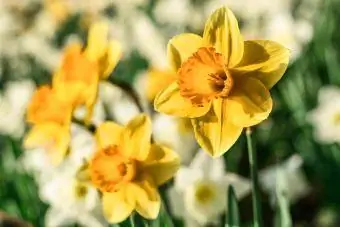Daffodils sa tagsibol
