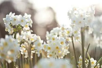 Белые цветы нарциссы