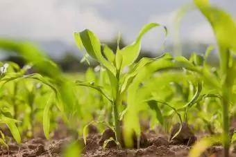 Mladé sadenice kukurice na poli
