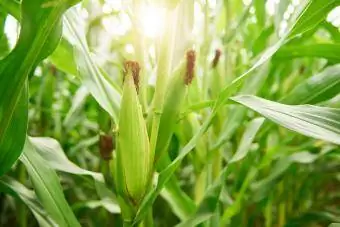 mazorcas de maíz en el campo