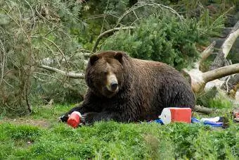 Kamp koji napada medvjede