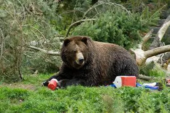 Camping invasor de osos