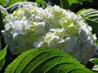 Hortensia verskaf somerbloeisels en herfskleur