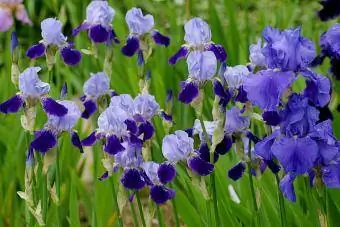 mavi rəngli irislər