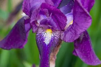 Fialový květ Iris vousatý