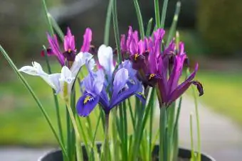 Iris Reticulata, kichik bulbous Iris fevral oyida gullaydi