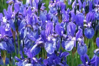 Krásné Iris květiny