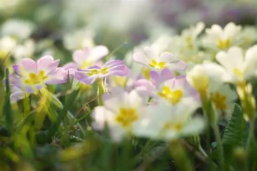 Lub Ob Hlis Ntuj Paj Paj: Lub ntsiab lus ntawm Violet, Iris thiab Primrose