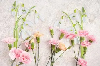 Karanfil ve Kardelen çiçekleri