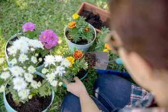 Dona jove plantant flors en testos