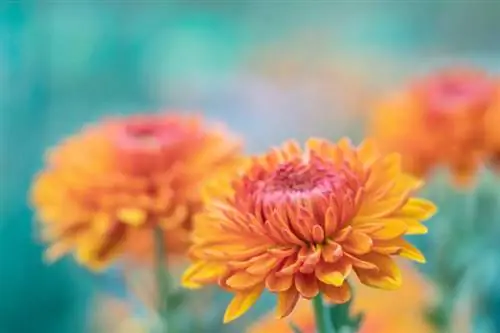 Цветок рождения ноября: выразительная хризантема