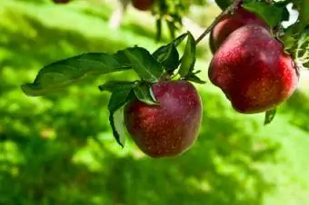 Správna výsadba jabloní zaručuje úspech