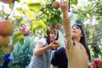 Anak perempuan dengan ayah memanen di kebun apel