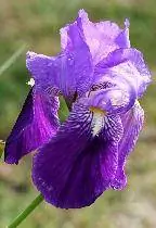 Cara Menanam dan Menanam Bunga Iris
