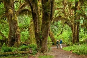 Pokok maple berdaun besar, Hall of Mosses Trail, Hutan Hujan Hoh, Taman Negara Olimpik, Washington
