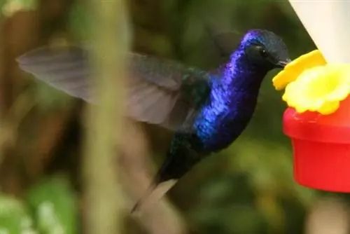 Jak vyrobit potravu pro kolibříka pro vaše zahradní krmítko