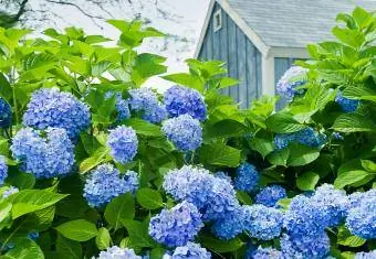 Blauwe hortensia