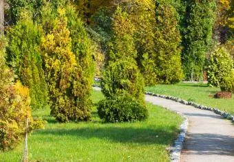 Zlatý Arborvitae