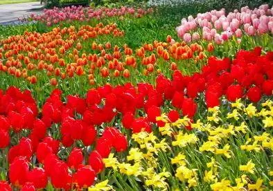 Guida rapida alla piantagione di tulipani
