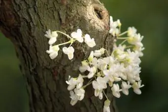 Tronco de árbol de Redbud blanco cubierto de flores